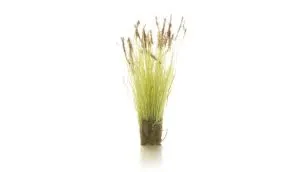 Brown Seeding Tufts